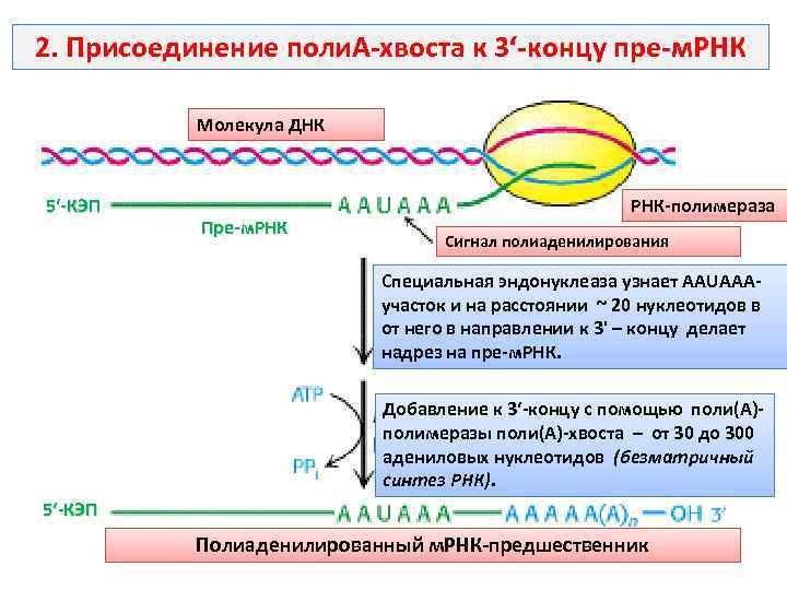 2. Присоединение поли. А хвоста к 3‘ концу пре м. РНК Молекула ДНК 5‘