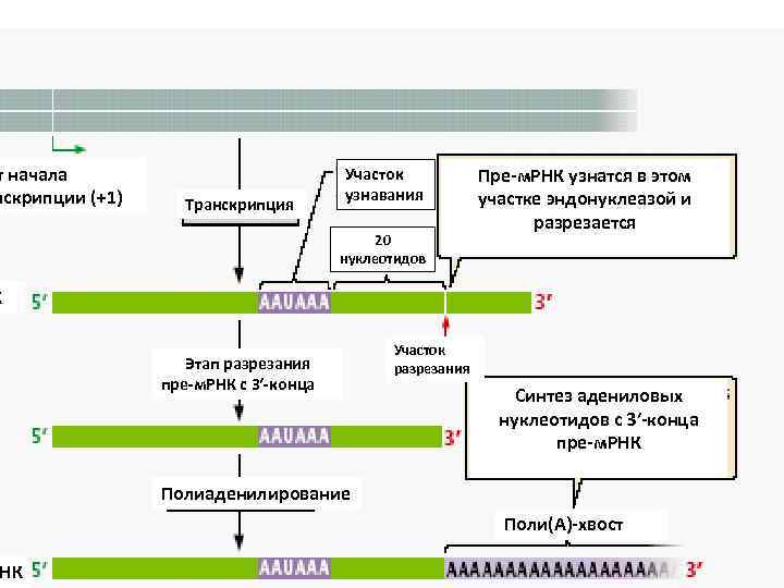 т начала нскрипции (+1) Транскрипция Участок узнавания 20 нуклеотидов Пре м. РНК узнатся в