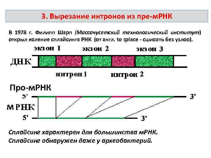 3. Вырезание интронов из пре м. РНК В 1978 г. Филипп Шарп (Массачусетский технологический