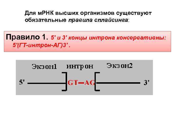 Для м. РНК высших организмов существуют обязательные правила сплайсинга: Правило 1. 5' и 3'