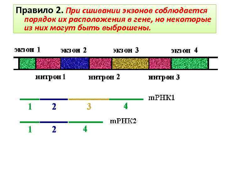 Правило 2. При сшивании экзонов соблюдается порядок их расположения в гене, но некоторые из