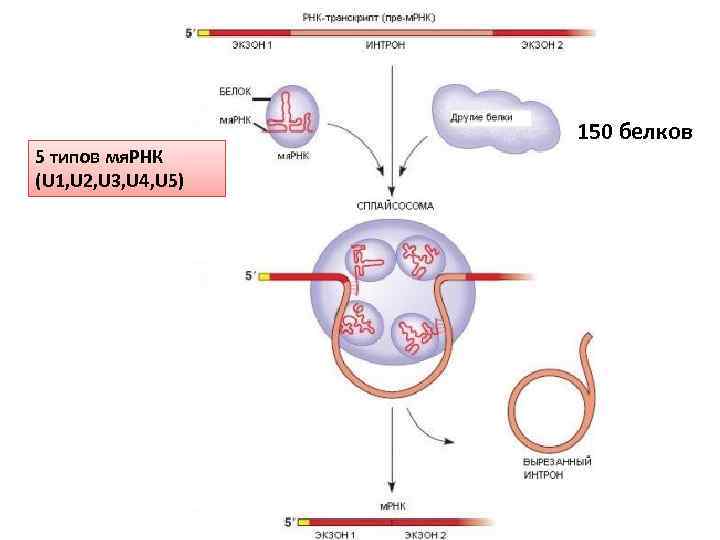 5 типов мя. РНК (U 1, U 2, U 3, U 4, U 5)