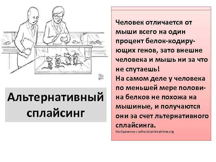 Альтернативный сплайсинг Человек отличается от мыши всего на один процент белок кодиру ющих генов,