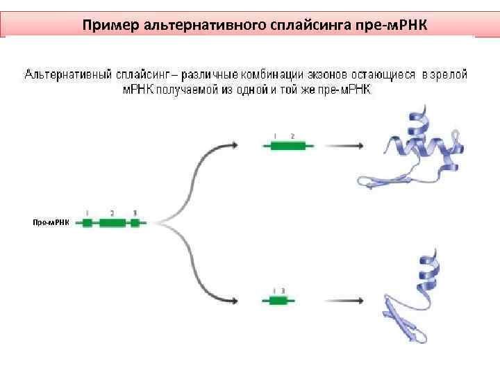 Пример альтернативного сплайсинга пре м. РНК Пре м. РНК 