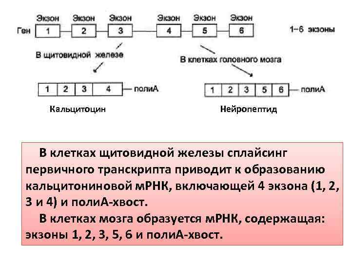 Кальцитоцин Нейропептид В клетках щитовидной железы сплайсинг первичного транскрипта приводит к образованию кальцитониновой м.