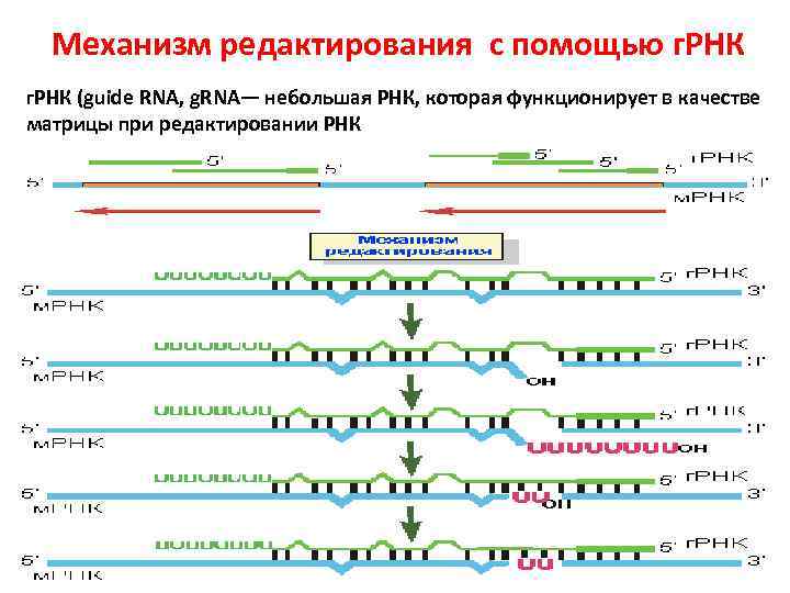 3 созревания рнк. Процессинг РНК эукариот редактирование. М РНК функция. «Редактирование» РНК-транскрипта. Редактирование матричной РНК это.