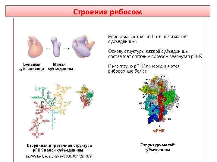 Строение рибосом 