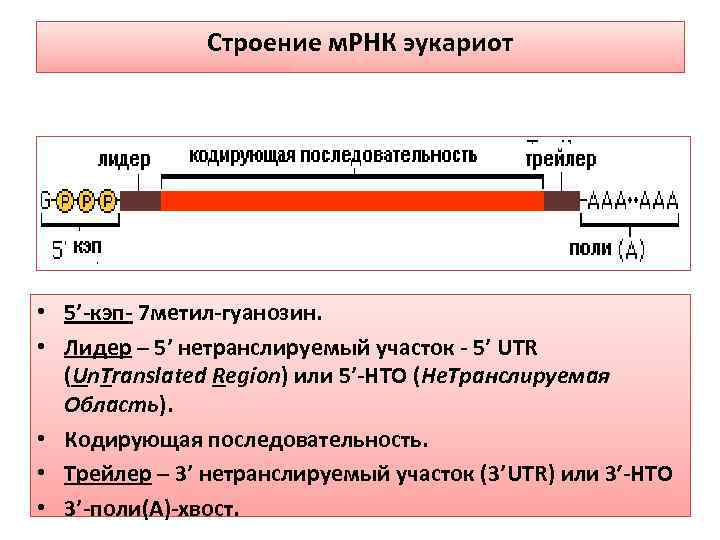 При процессе мрнк эукариот