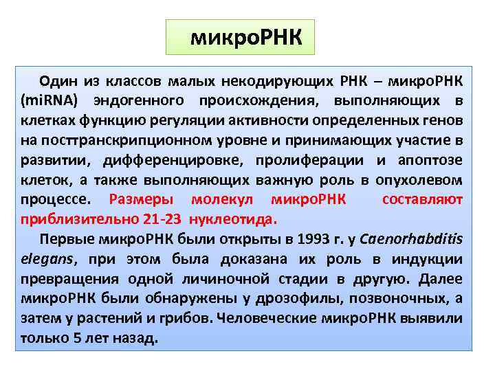 микро. РНК Один из классов малых некодирующих РНК – микро. РНК (mi. RNA) эндогенного