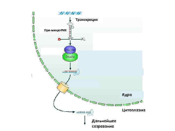 Транскриция При микро. РНК Обрезание шпильки Ядро Цитоплазма Дальнейшее созревание 
