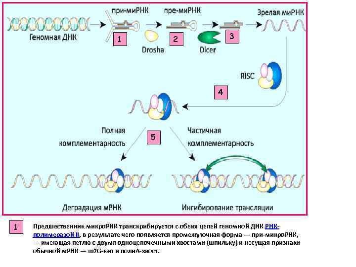 1 3 2 4 5 1 Предшественник микро. РНК транскрибируется с обеих цепей геномной