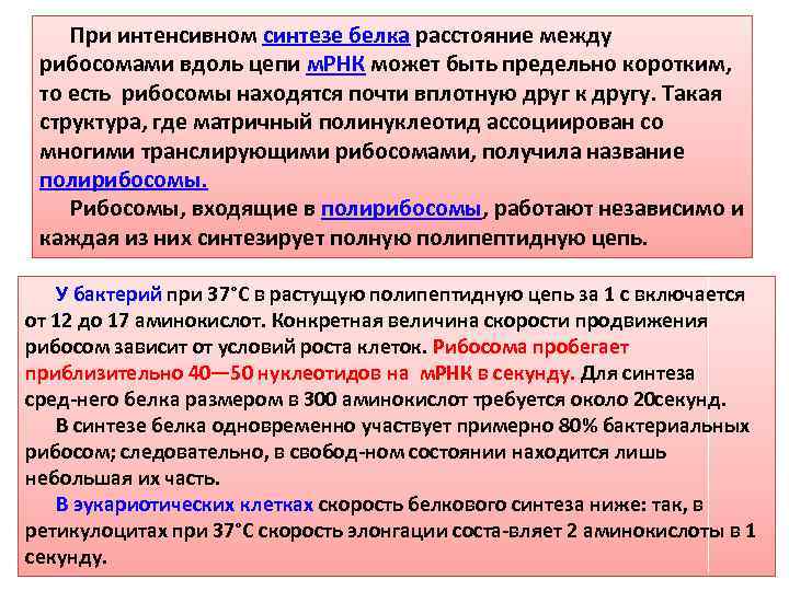 При интенсивном синтезе белка расстояние между рибосомами вдоль цепи м. РНК может быть предельно