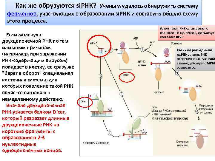 Как же обрузуются si. РНК? Ученым удалось обнаружить систему ферментов, участвующих в образовании si.