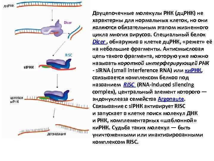 Рнк карт