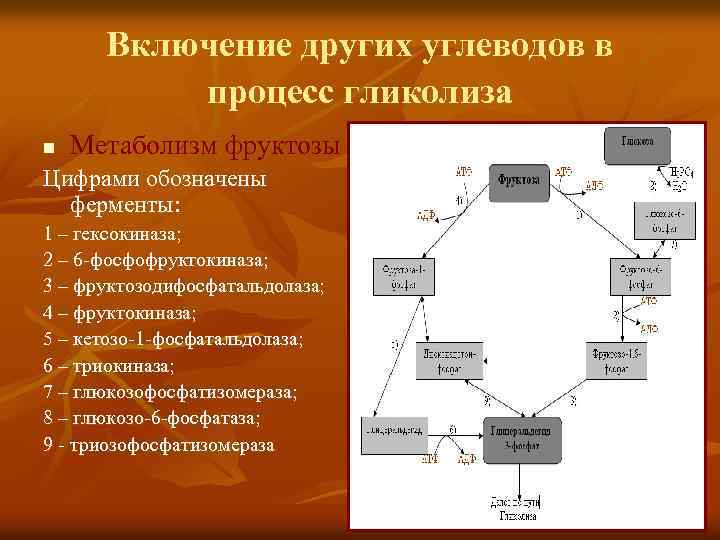 Функцией изображенного на рисунке органоида является синтез простых углеводов в этих процессах