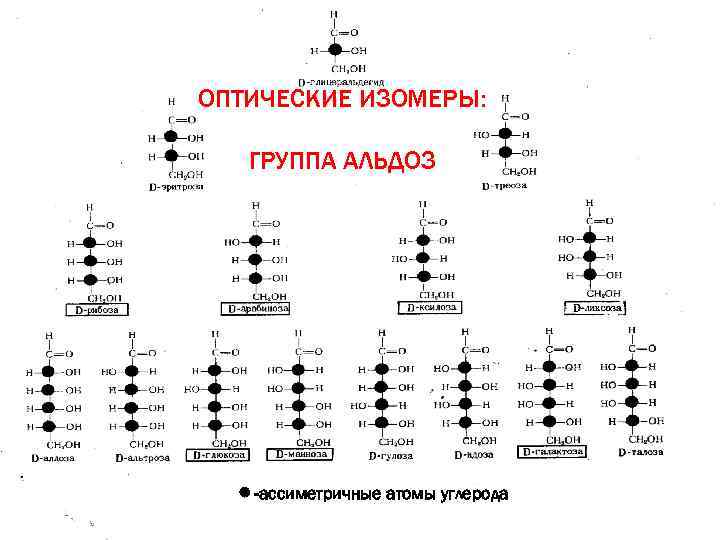 ОПТИЧЕСКИЕ ИЗОМЕРЫ: ГРУППА АЛЬДОЗ -ассиметричные атомы углерода 