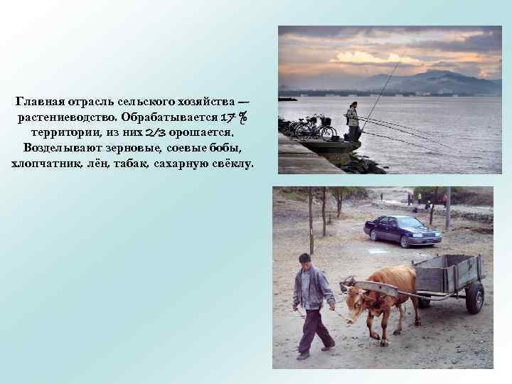 Главная отрасль сельского хозяйства — растениеводство. Обрабатывается 17 % территории, из них 2/3 орошается.