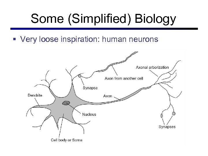 Some (Simplified) Biology § Very loose inspiration: human neurons 