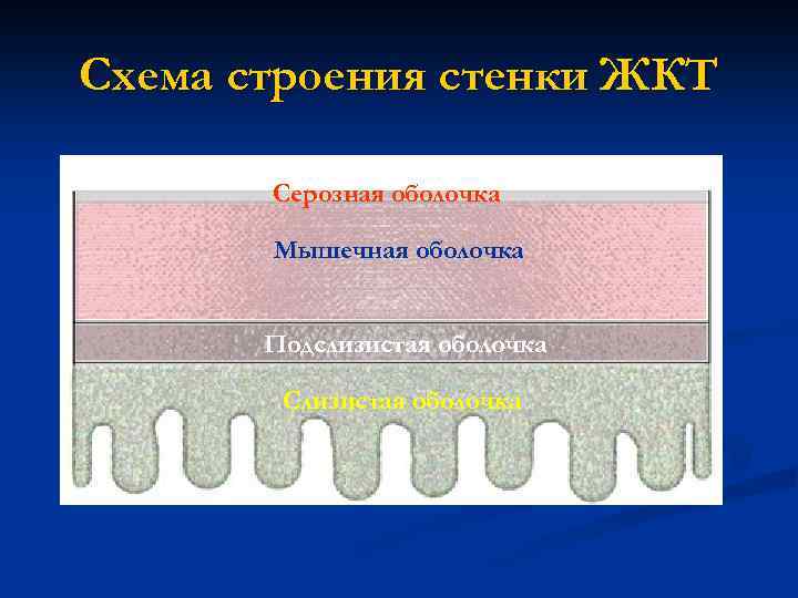 Схема строения стенки ЖКТ Серозная оболочка Мышечная оболочка Подслизистая оболочка Слизистая оболочка 