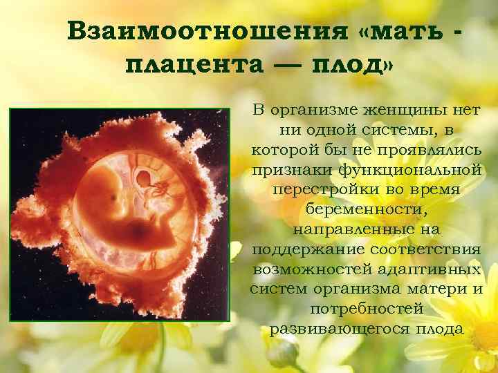 Мать плодов