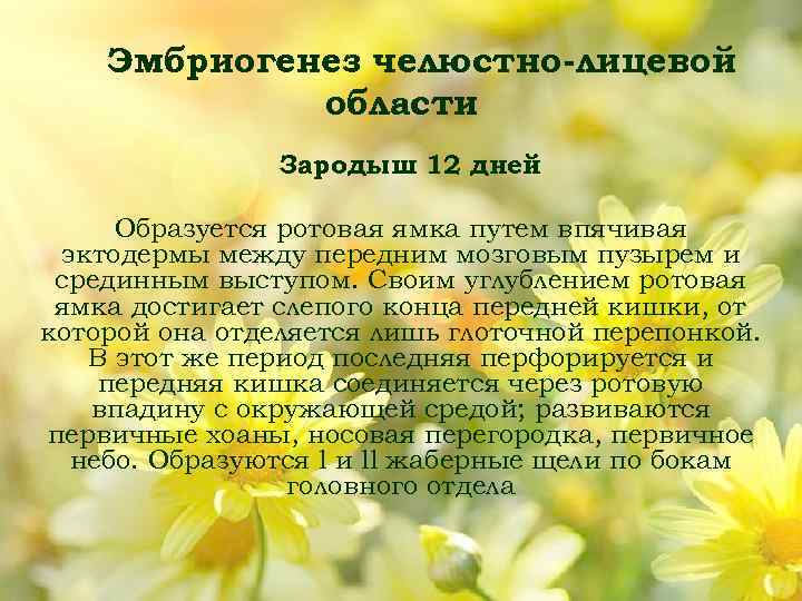 Эмбриогенез челюстно лицевой области Зародыш 12 дней Образуется ротовая ямка путем впячивая эктодермы между