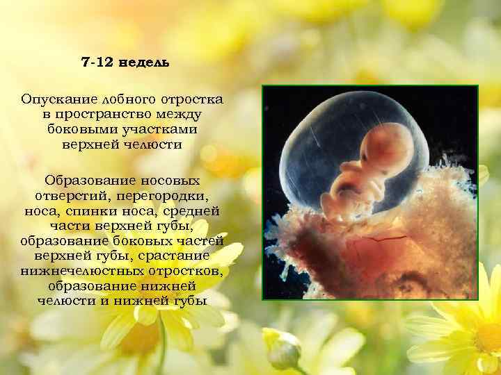 7 12 недель Опускание лобного отростка в пространство между боковыми участками верхней челюсти Образование