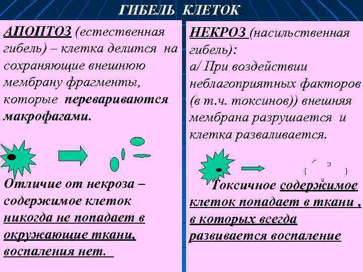 ГИБЕЛЬ КЛЕТОК: АПОПТОЗ (естественная гибель) – клетка делится на сохраняющие внешнюю мембрану фрагменты, которые