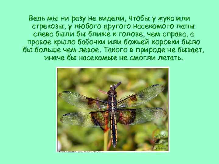 Ведь мы ни разу не видели, чтобы у жука или стрекозы, у любого другого