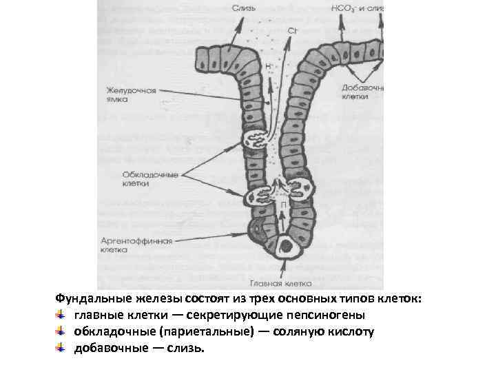 Фундальные железы состоят из трех основных типов клеток: главные клетки — секретирующие пепсиногены обкладочные