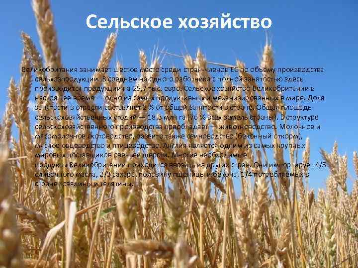 Сельское хозяйство Великобритания занимает шестое место среди стран-членов ЕС по объёму производства сельхозпродукции. В