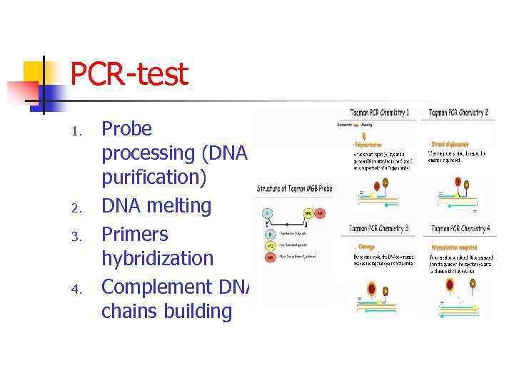 PCR-test 1. 2. 3. 4. Probe processing (DNA purification) DNA melting Primers hybridization Complement