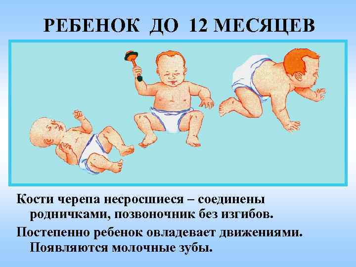 РЕБЕНОК ДО 12 МЕСЯЦЕВ Кости черепа несросшиеся – соединены родничками, позвоночник без изгибов. Постепенно