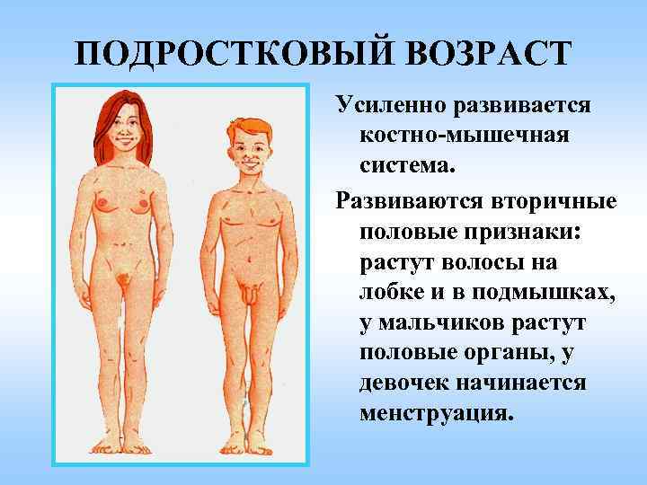 ПОДРОСТКОВЫЙ ВОЗРАСТ Усиленно развивается костно-мышечная система. Развиваются вторичные половые признаки: растут волосы на лобке