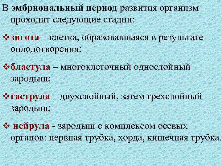 В эмбриональный период развития организм проходит следующие стадии: v зигота – клетка, образовавшаяся в
