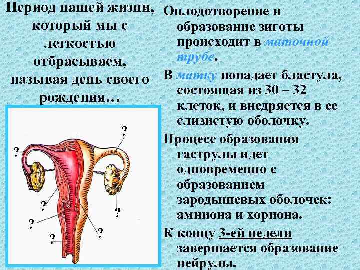 Период нашей жизни, Оплодотворение и который мы с образование зиготы происходит в маточной легкостью