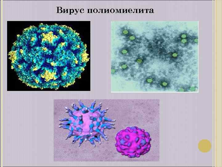 Вирус бешенства клиническая картина