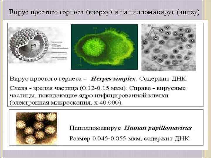 Вирус простого герпеса (вверху) и папилломавирус (внизу) 