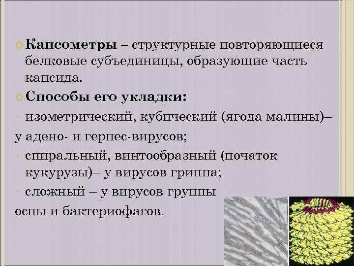 – структурные повторяющиеся белковые субъединицы, образующие часть капсида. Способы его укладки: • изометрический, кубический