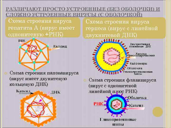 РАЗЛИЧАЮТ ПРОСТО УСТРОЕННЫЕ (БЕЗ ОБОЛОЧКИ) И СЛОЖНО УСТРОЕННЫЕ ВИРУСЫ (С ОБОЛОЧКОЙ) Схема строения вируса