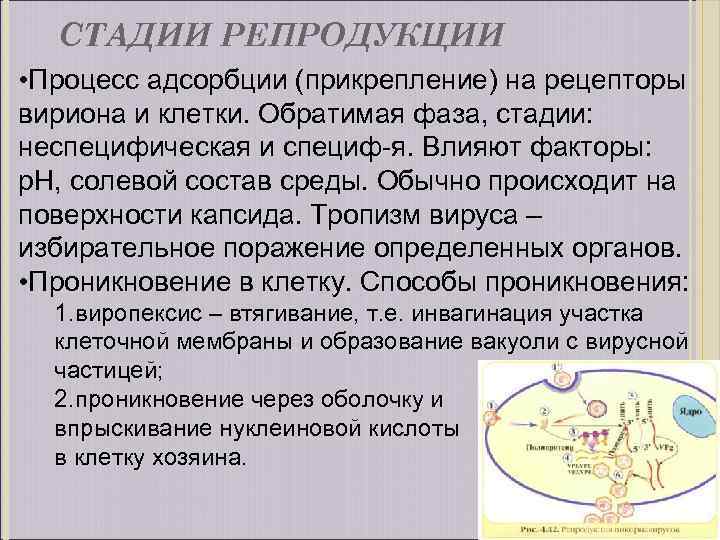 СТАДИИ РЕПРОДУКЦИИ • Процесс адсорбции (прикрепление) на рецепторы вириона и клетки. Обратимая фаза, стадии: