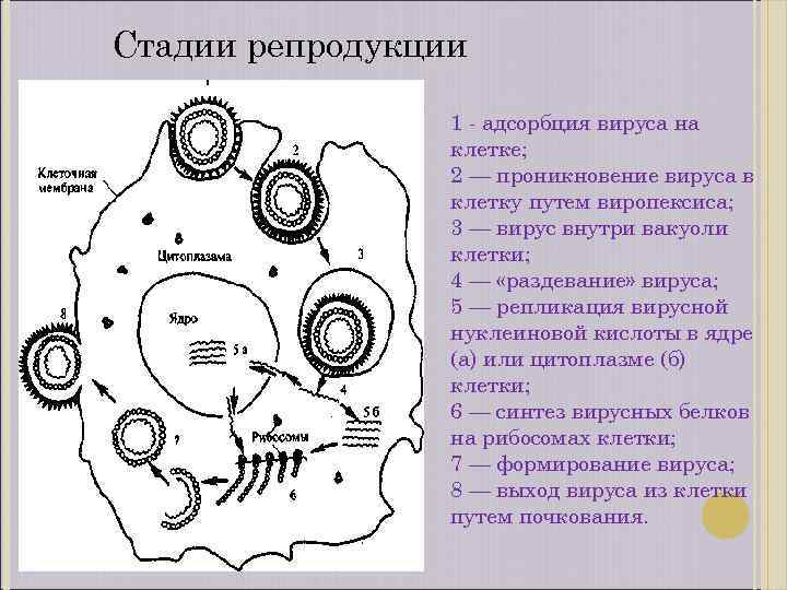 Стадии репродукции 1 - адсорбция вируса на клетке; 2 — проникновение вируса в клетку