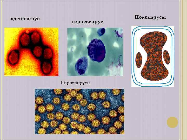 Парвовирус у взрослых фото