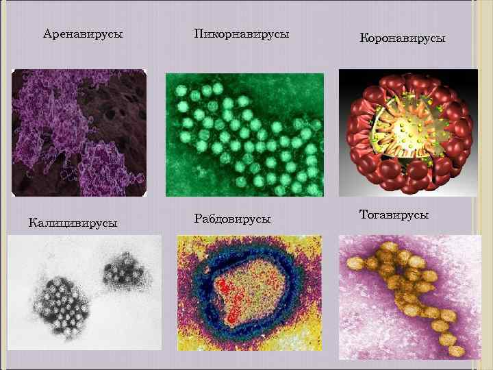 Вирус бешенства клиническая картина