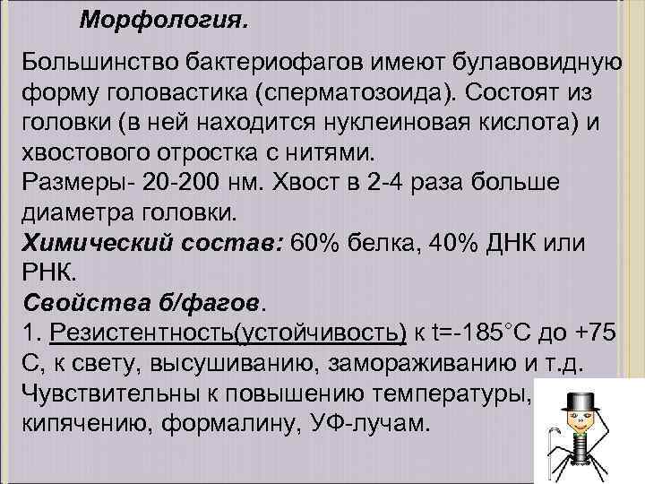 Морфология. Большинство бактериофагов имеют булавовидную форму головастика (сперматозоида). Состоят из головки (в ней находится