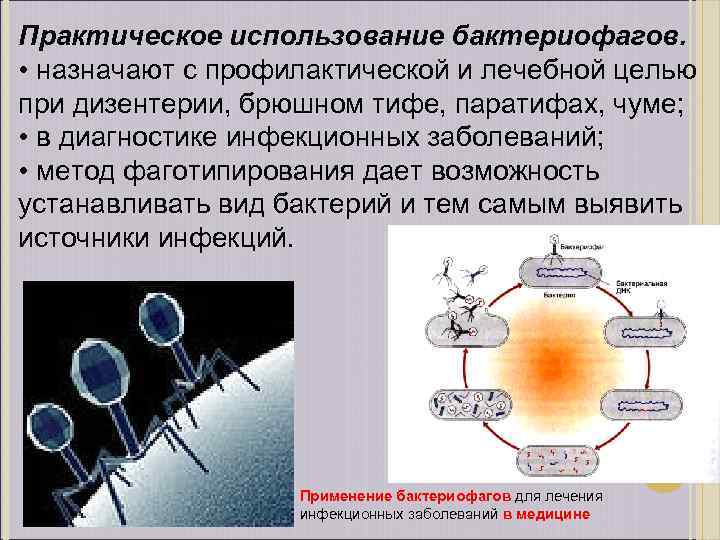 Бактериофаг неклеточная форма жизни