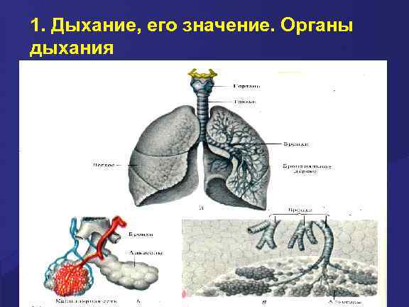 1. Дыхание, его значение. Органы дыхания 