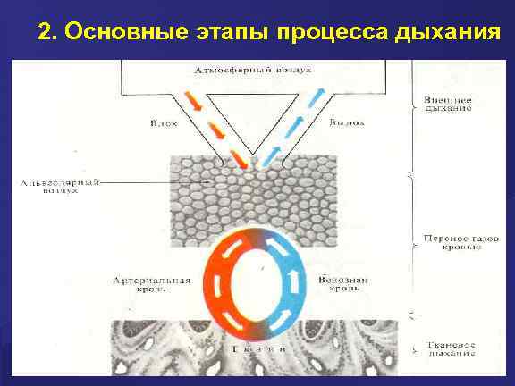 2. Основные этапы процесса дыхания 