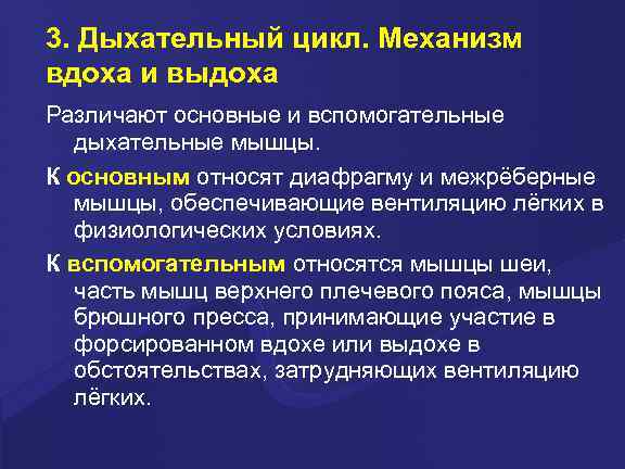 3. Дыхательный цикл. Механизм вдоха и выдоха Различают основные и вспомогательные дыхательные мышцы. К