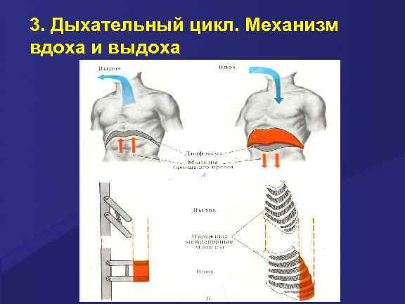 3. Дыхательный цикл. Механизм вдоха и выдоха 