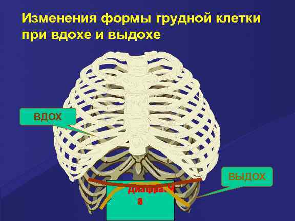 Изменения формы грудной клетки при вдохе и выдохе ВДОХ Диафрагм а ВЫДОХ 